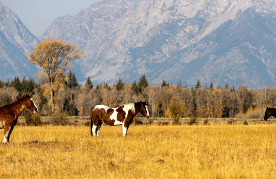 Wyoming wild horses