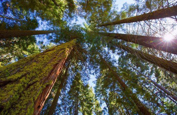 Forêt de Séquoias