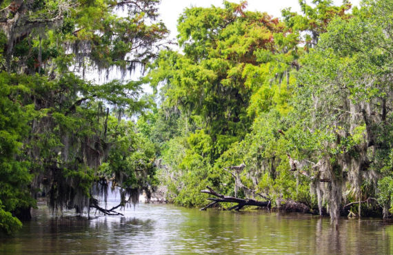 Louisiana bayous