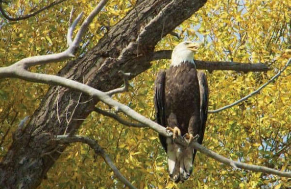 Observation de la faune