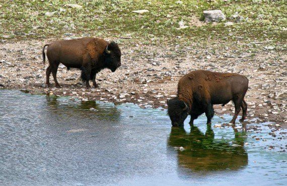 Bisons dans le parc National des Lacs Waterton (Dollarphotoclub-estivillml)