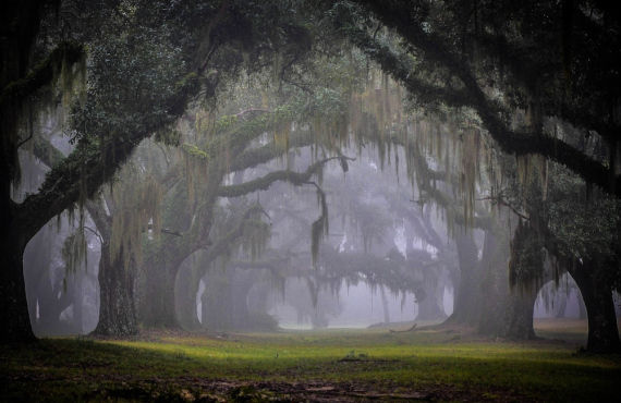 Greenwood Plantation