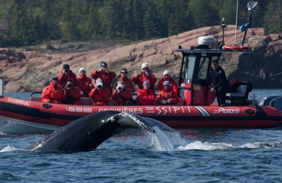 Observation des baleines en zodiac à Tadoussac (Tourisme Quebec, Christian Savard)