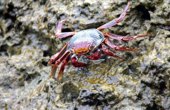 Crabe de Key West (DollarPhotoClub, Meddeer)