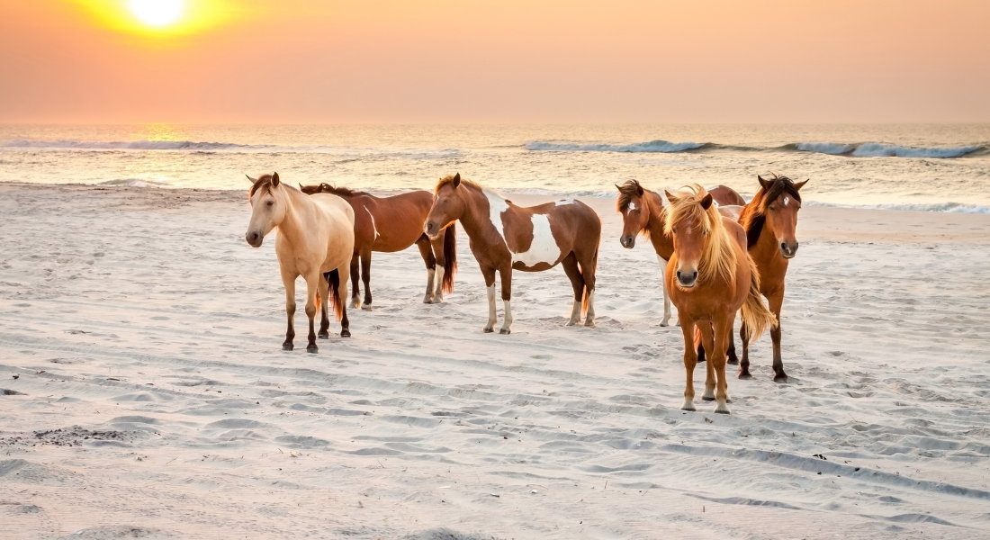 Chevaux sauvages au coucher de soleil sur la plage de Assateague Island dans le Maryland