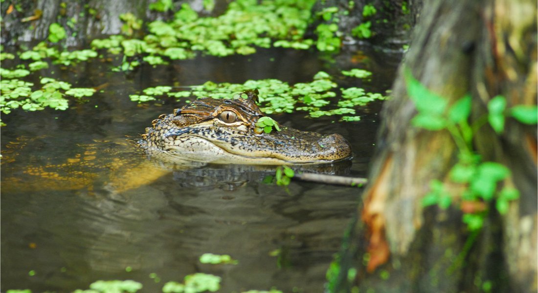 Un alligator en train de nager dans les marécages de Louisiane
