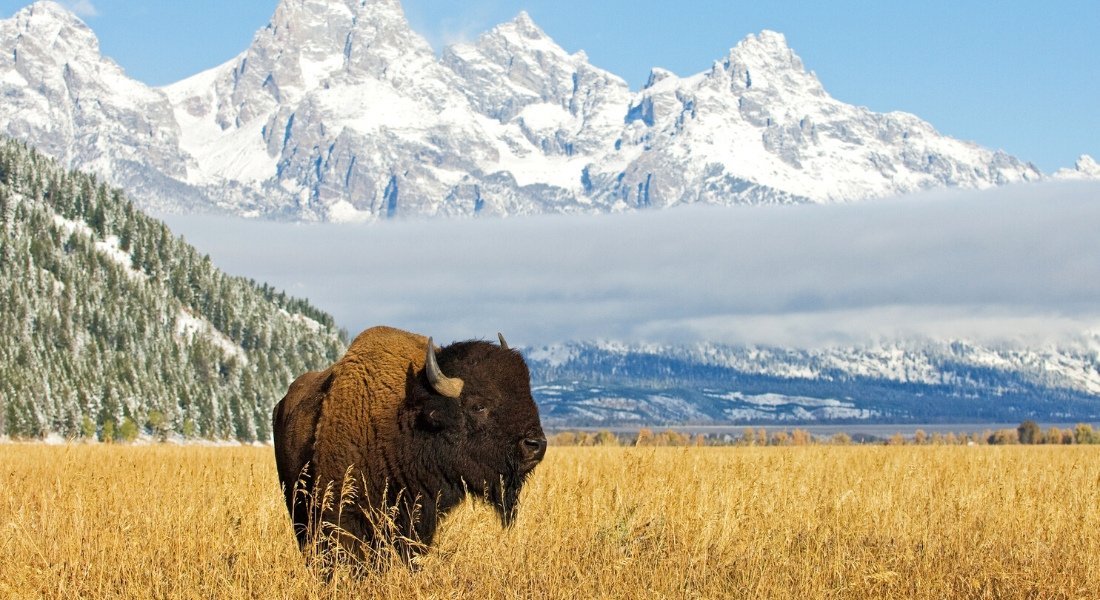 Bison before the Teton Mountains