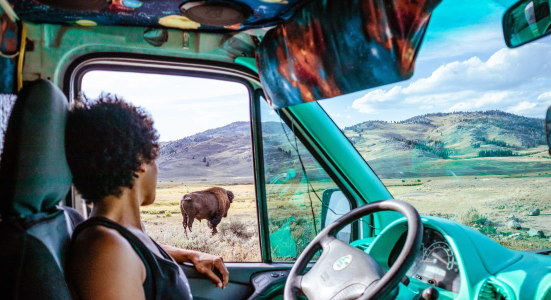 Une personne en train d'observer un bison depuis son véhicule dans le parc national de Yellowstone