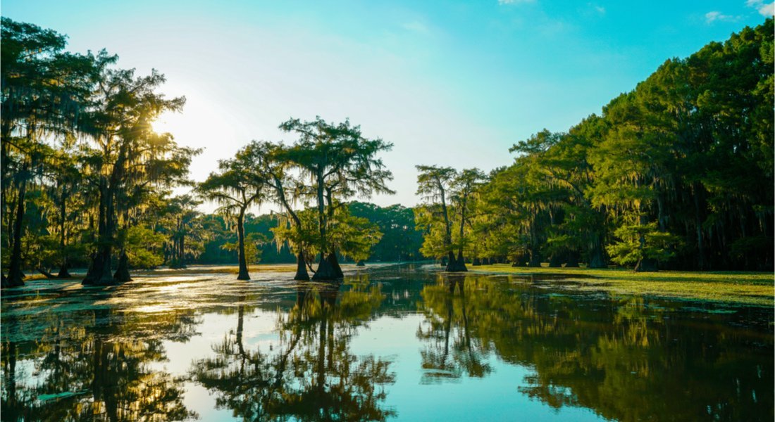 View of Caddo Lake, Louisiana