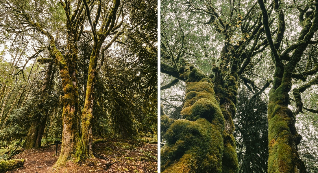 Meilleur road trip dans le Pacifique Nord Ouest Forêt pluviale dans le Olympic National Park