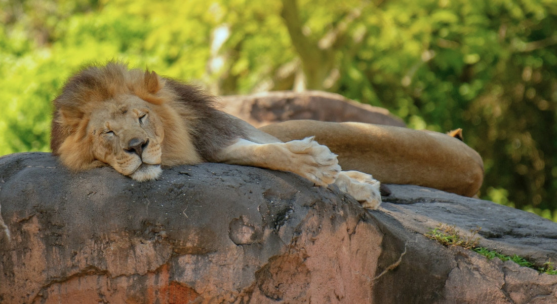 Which park to visit at Walt Disney? Lion sleeping at Animal Kingdom at Walt Disney in Florida