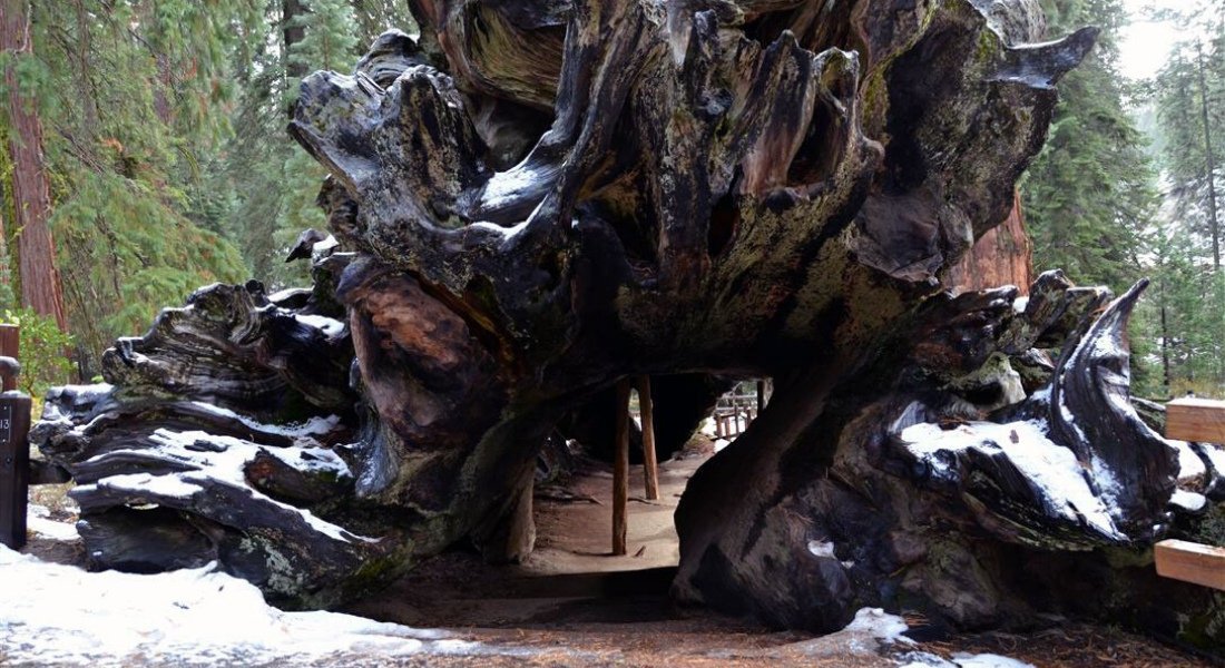 fallen monarch tree 