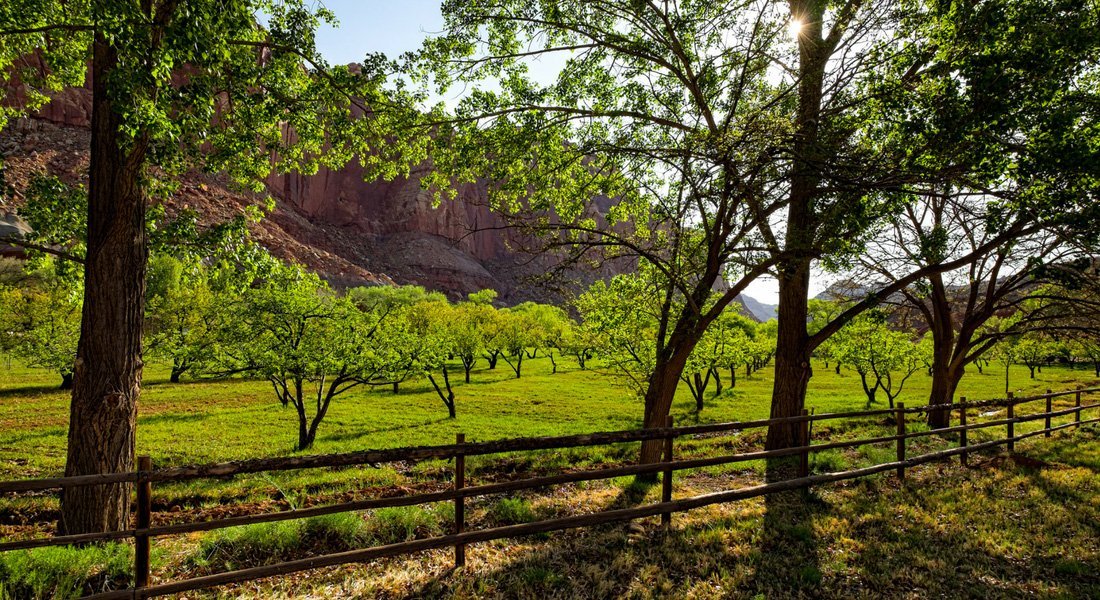 Fruita Valley dans le parc de Capitol Reef