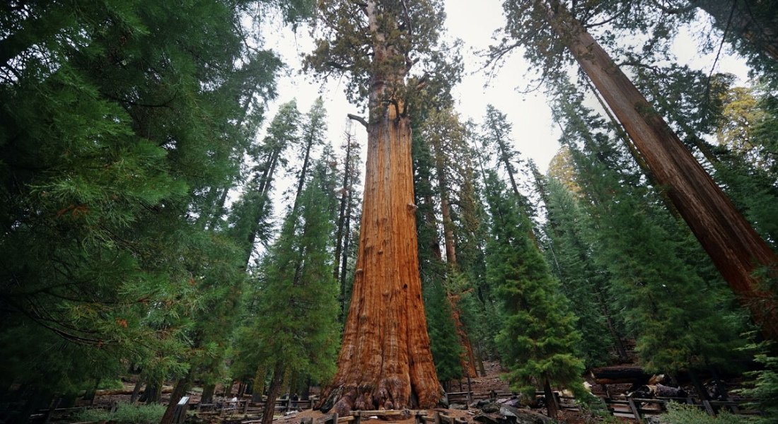 oldest tree in the world