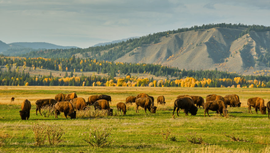 Les bisons de Grand Teton en automne Bison dans le parc national de Grand Teton en automne