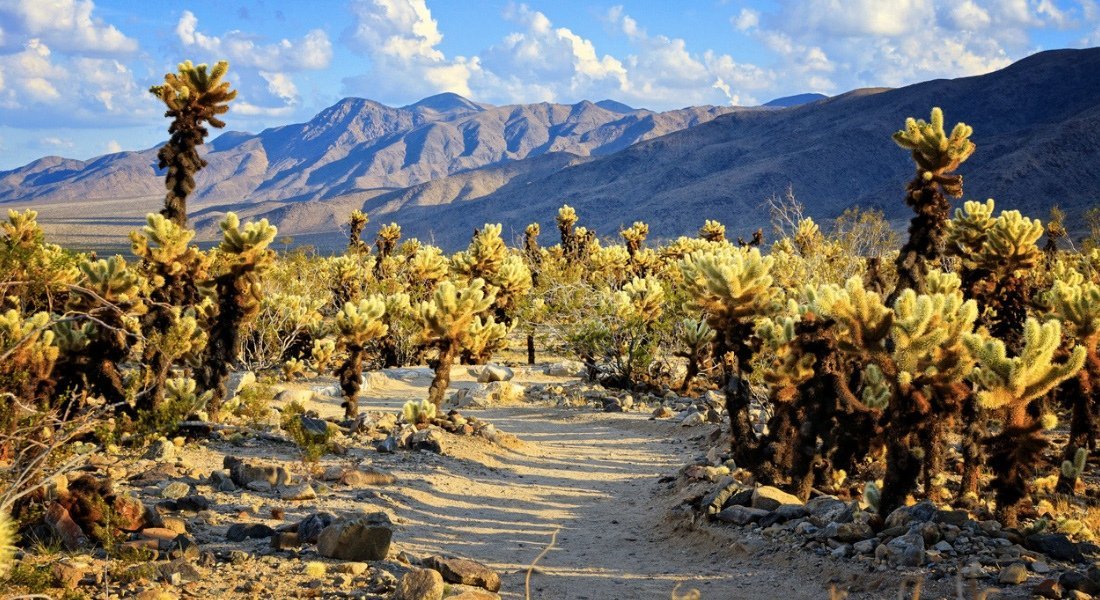 Sentier Cholla Cactus Garden 