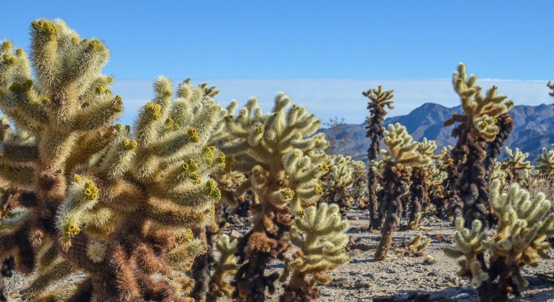 Vue à partir du sentier Cholla Cactus Garden