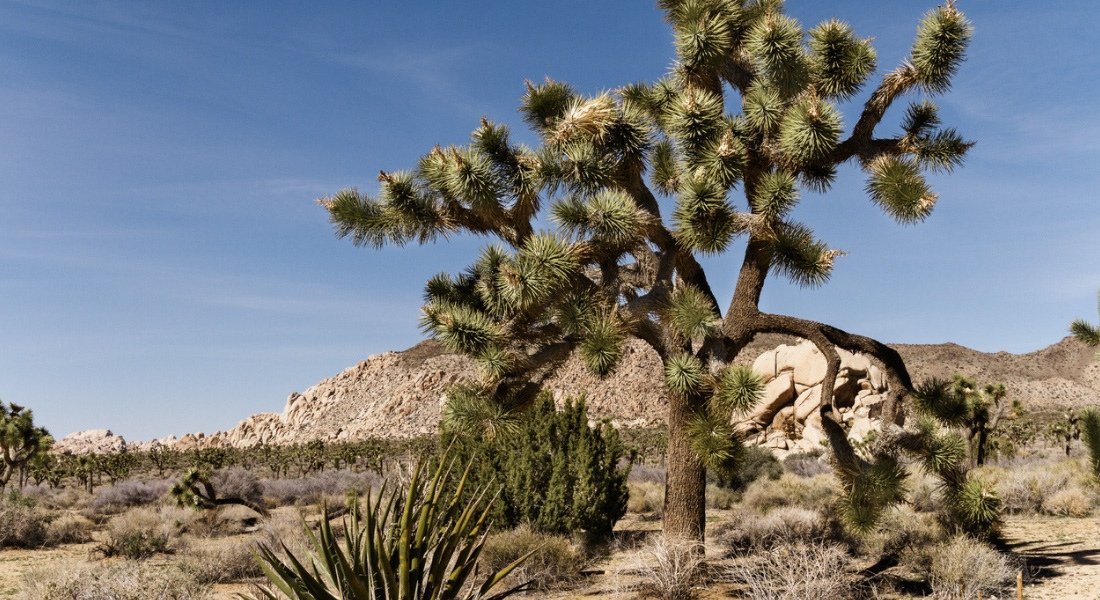 Le célèbre arbre de Josué
