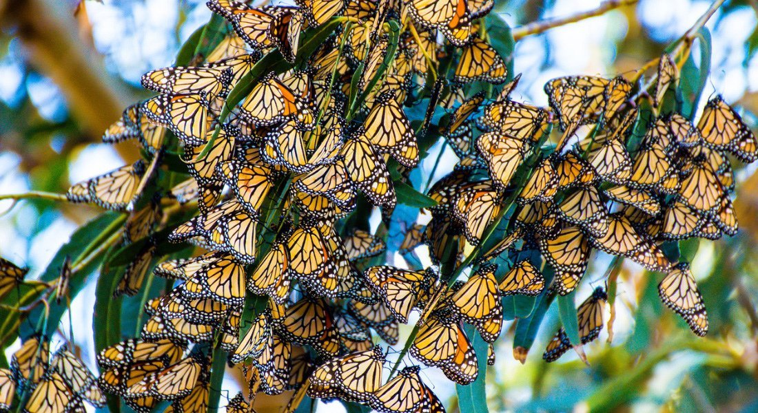 Natural Bridges State Beach is home to California’s only state reserve dedicated to monarch butterflies Group of monarch butterflies perched on a branch