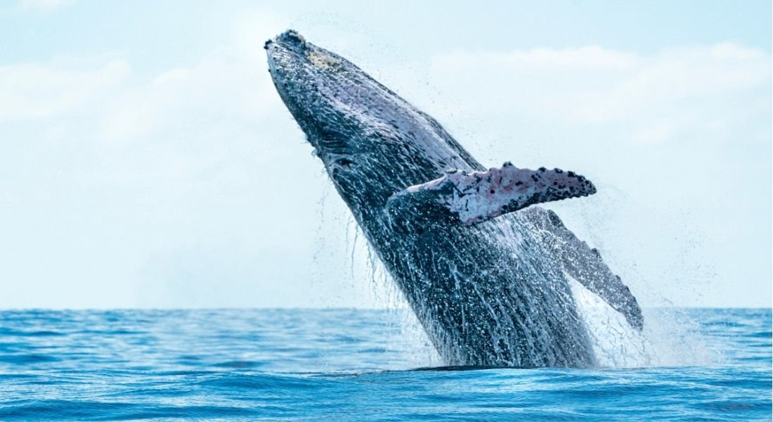 Observation des baleines en Californie Saut de baleine en Californie