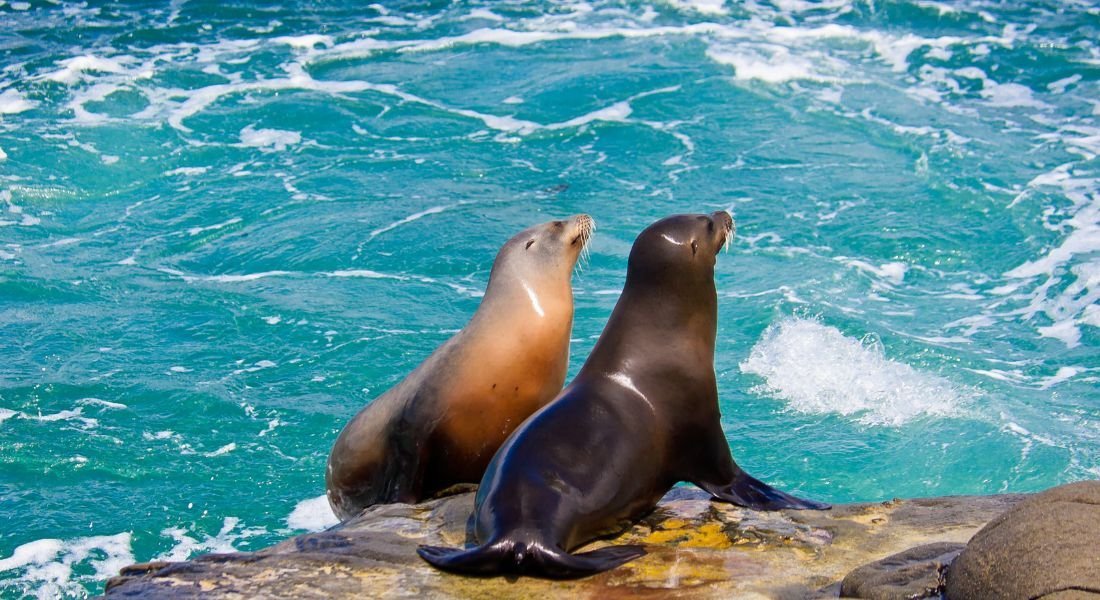 Sea lions in La Jolla Cove, San Diego