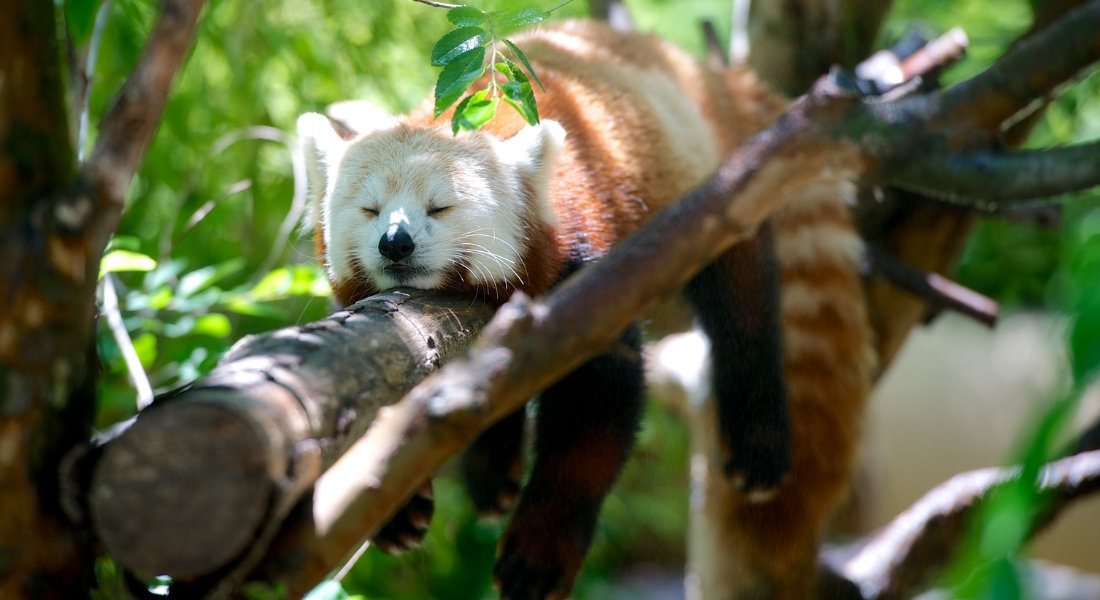Red panda at the San Diego Zoo