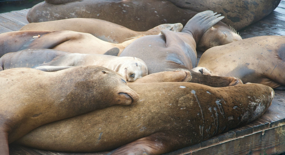 Fisherman's Wharf, Pier 39