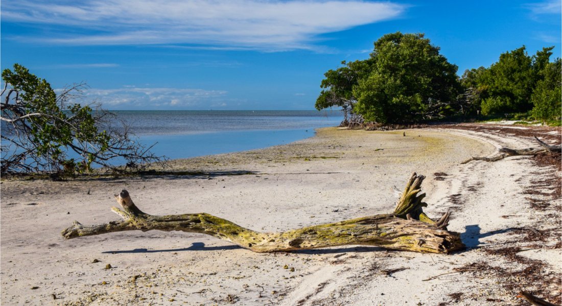 Beach with driftwood in Long Key State Park, Florida