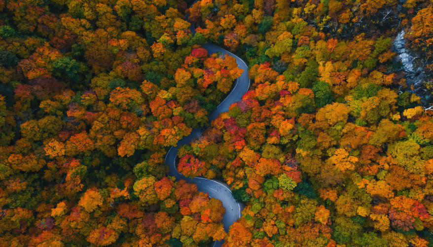 Pourquoi partir aux États-Unis en automne ? Route bordée d'arbres aux couleurs d'automne aux États-Unis