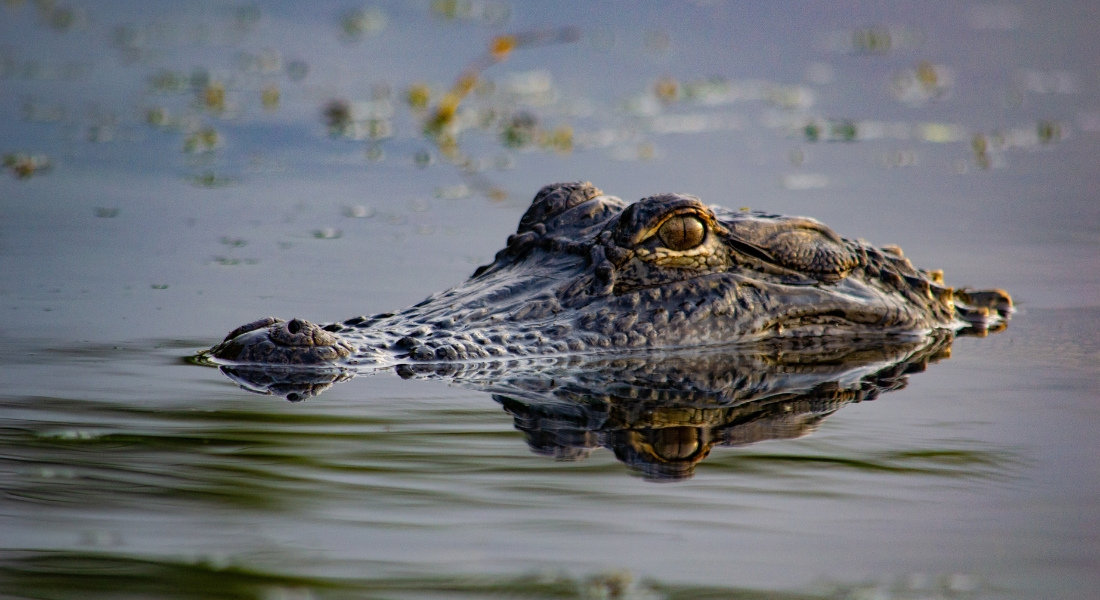 Alligator émergeant de l’eau dans un marais en Louisiane