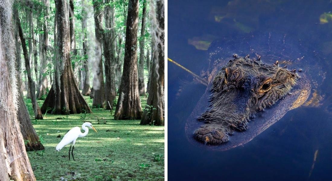 everglades en bateau