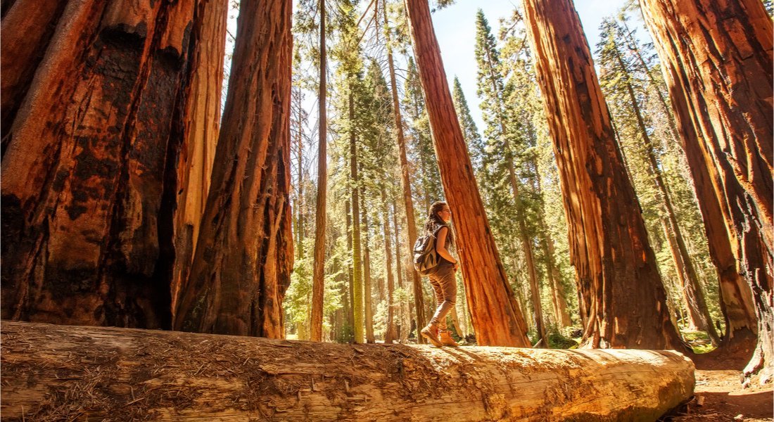 @My Good Images - shutterstock_1295894860 Randonnée dans le parc national de Sequoia