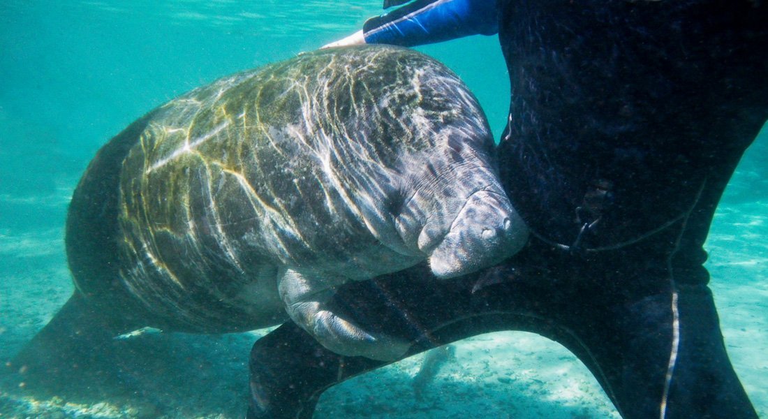 swim with the manatees crystal river crystal river manatee