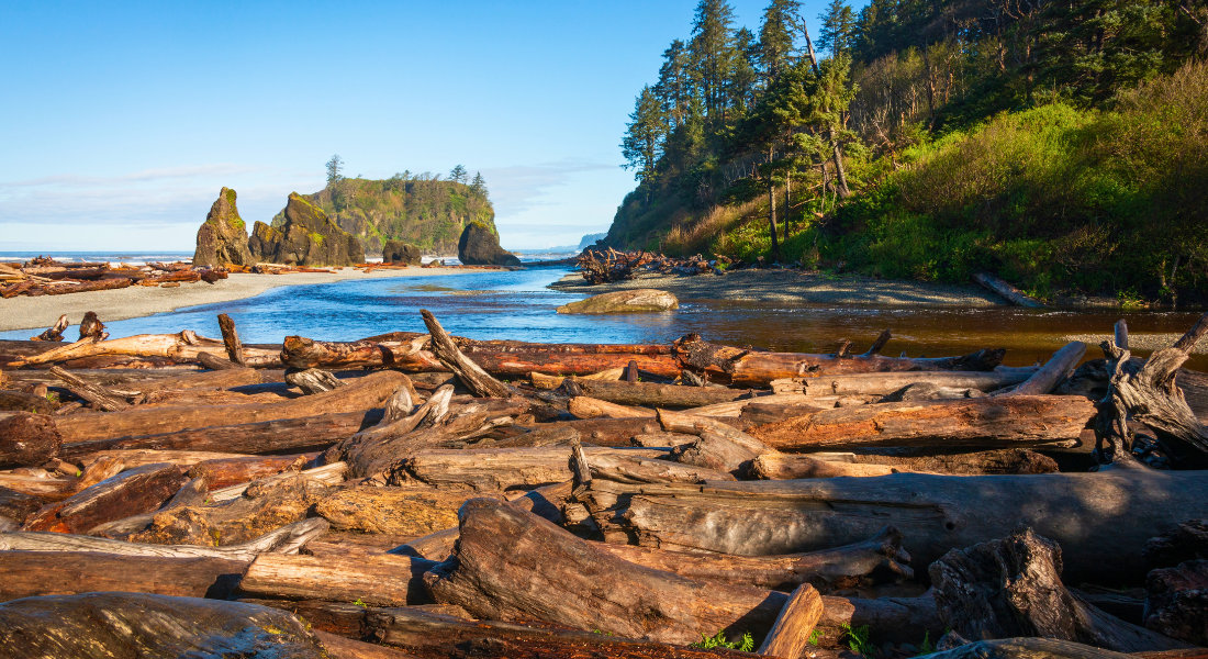 Ruby Beach and its driftwood under the sun Ruby Beach and its driftwood under the sun