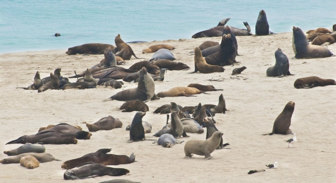 Visite guidée des Channel Islands de Californie