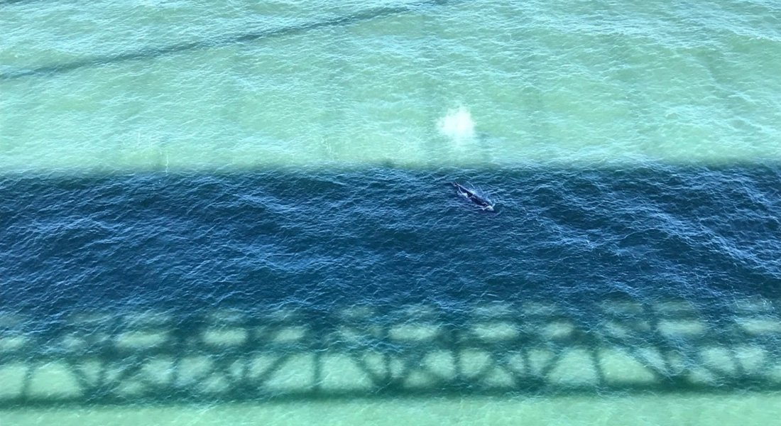 whales watching in San Francisco