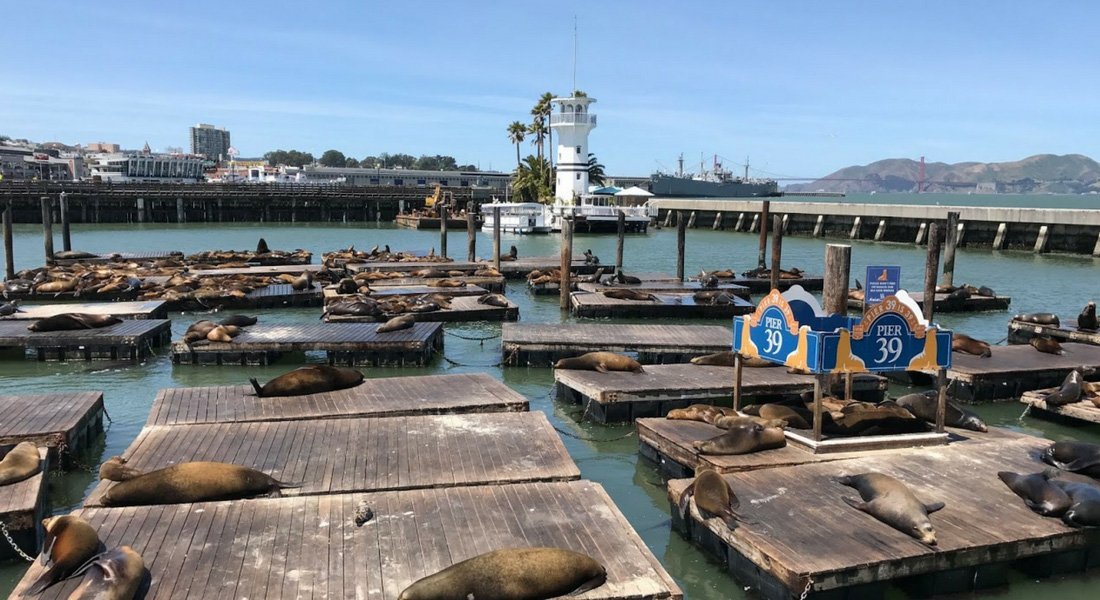 pier 39 in San Francisco what to do