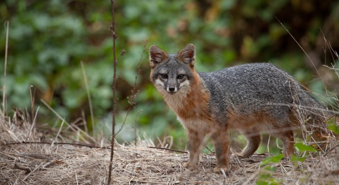 Guide du parc des Channel Islands en Californie