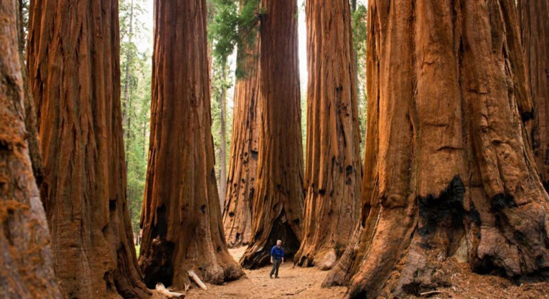 sequoia park hiking trail