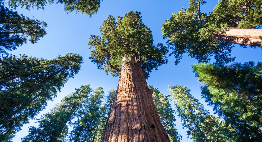 Sequoia national park Le General Sherman Tree en Californie
