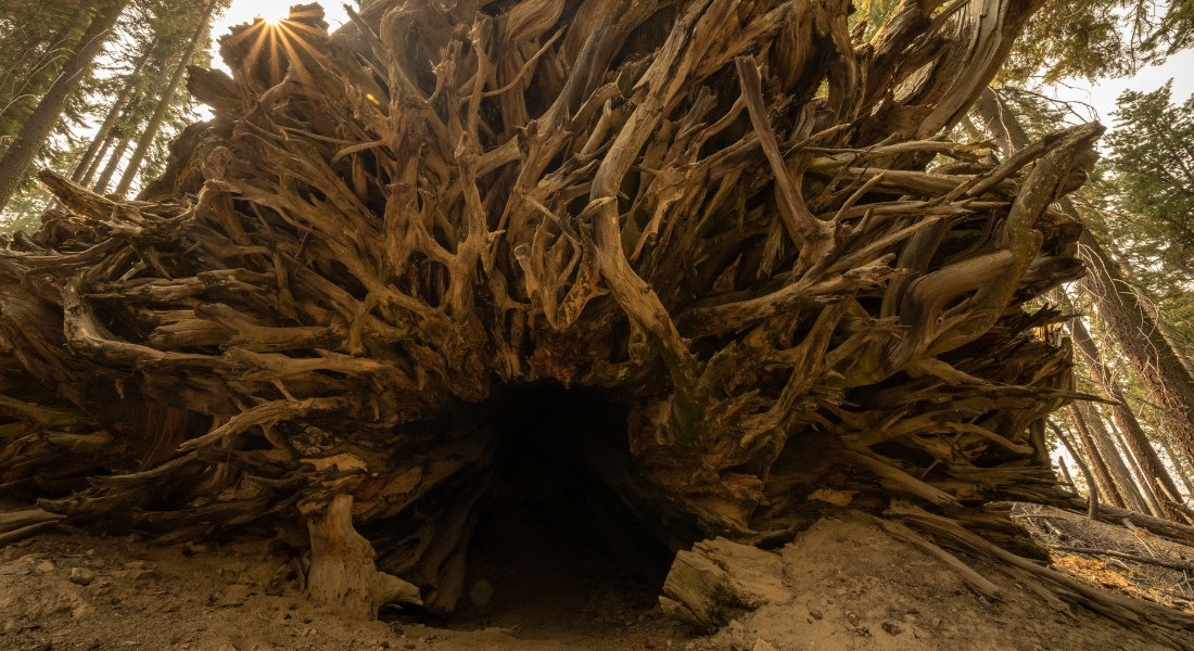 Fallen Monarch Arbre sequoia renversé en Californie