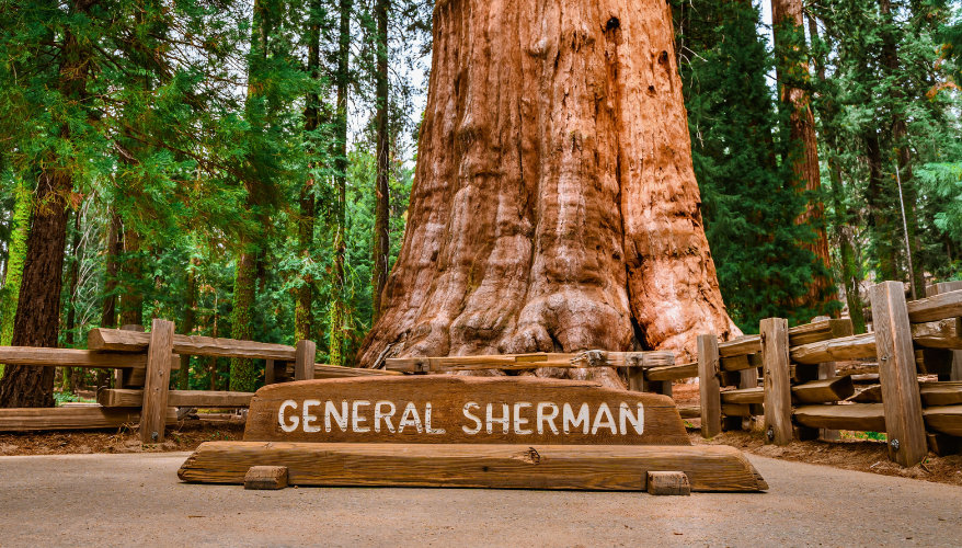Probably the most famous tree in California General Sherman, Sequoia National Park