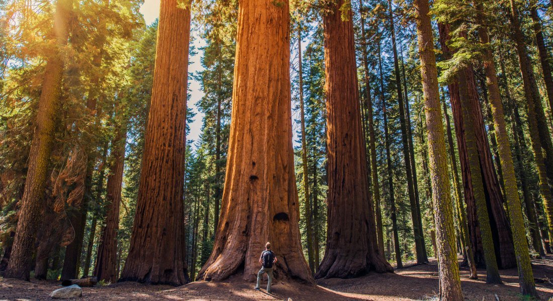 national parks in California best road trip in Cali