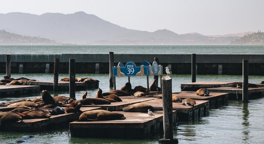 Otarie sur le Pier 39 de San Francisco