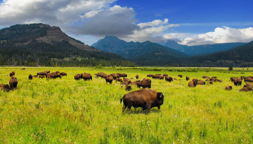 Yellowstone est un parc où il faut prendre le temps et ne pas être pressé. Bison dans la Lamar Valley de Yellowstone