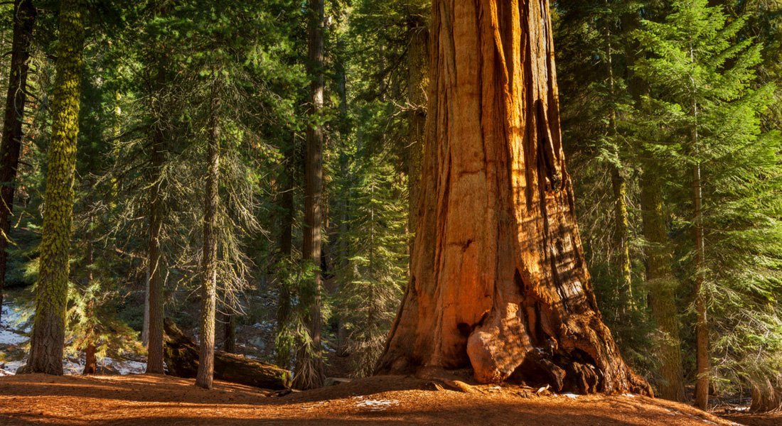 visit yosemite 2 days mariposa grove