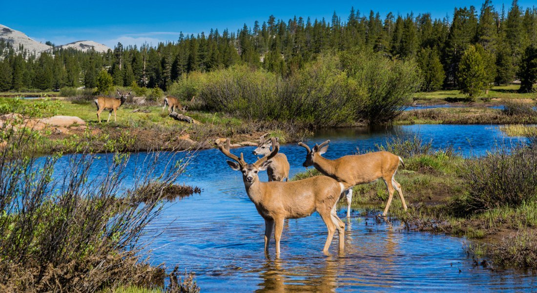 Les Tuolumne Meadows sur la Tioga Road