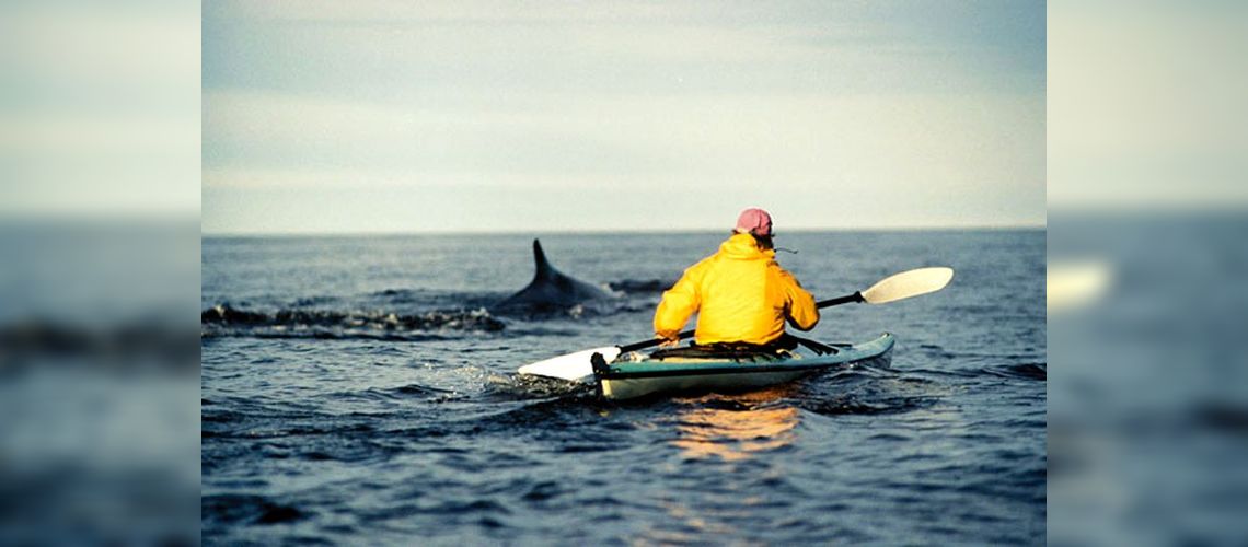 Kayak de mer avec les baleines, Tadoussac, Qc