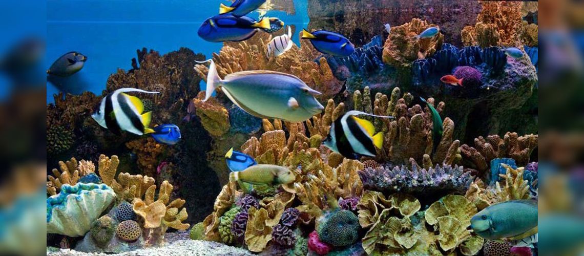 New England Aquarium - Boston, MA