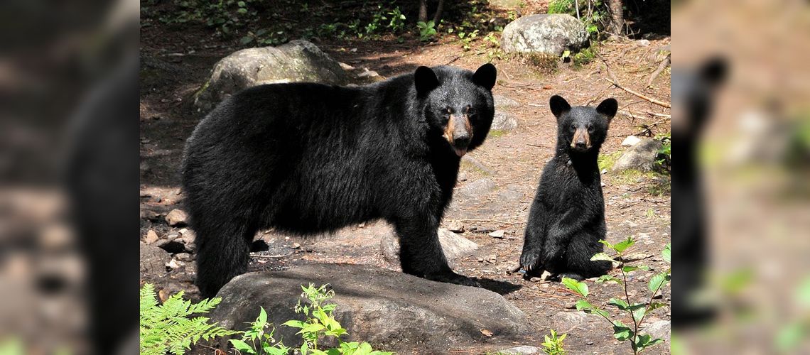 Safari photo ours noir